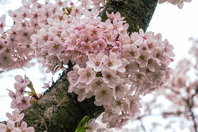 Amstelveen Cherry blossom trees at Bloesempark