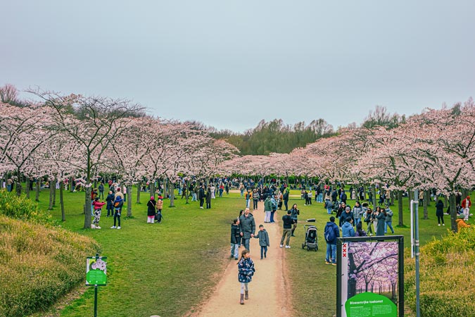 Amstelveen Cherry blossom trees at Bloesempark