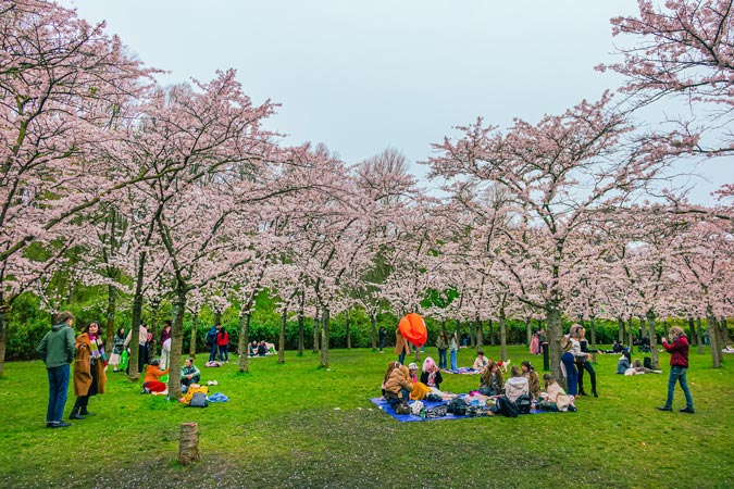 Amstelveen Cherry blossom trees at Bloesempark