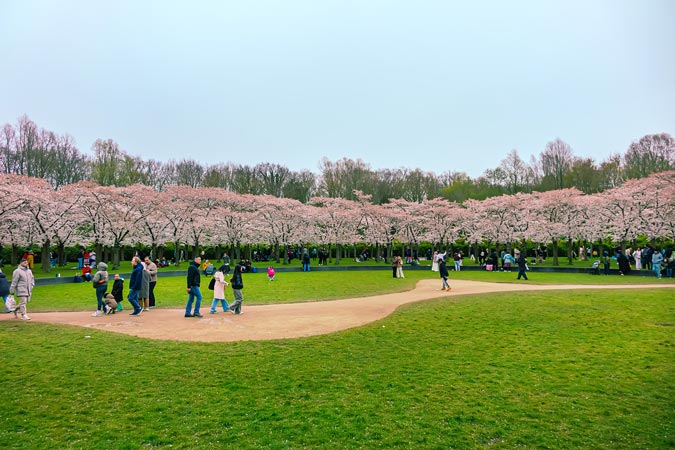 Amstelveen Cherry blossom trees at Bloesempark