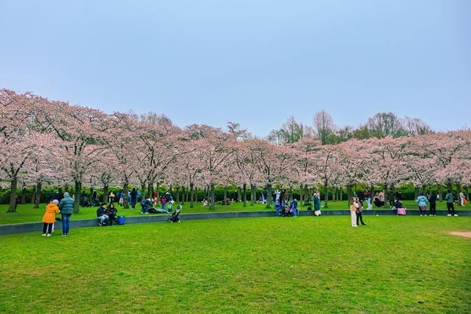 Amstelveen Cherry blossom trees at Bloesempark