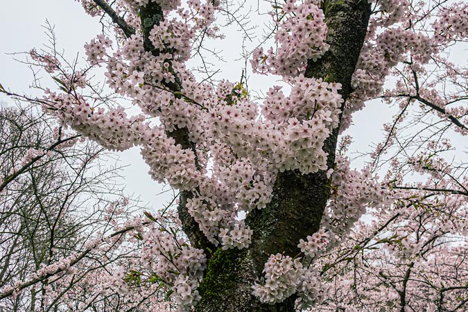 Amstelveen Cherry blossom trees at Bloesempark
