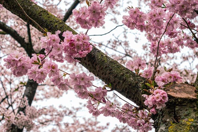 Amstelveen Cherry blossom trees at Bloesempark