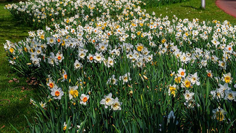 Amsterdam Beatrixpark