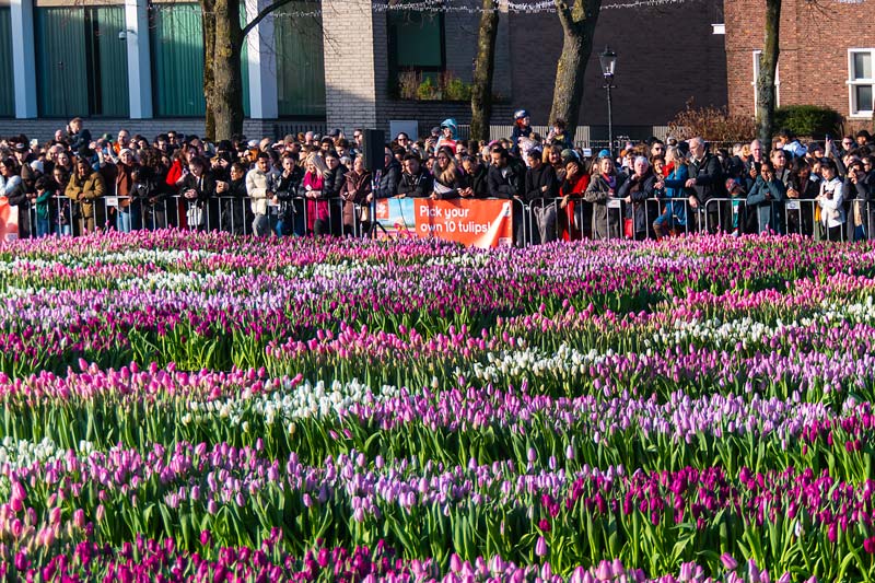Amsterdam, Netherland. National Tulip Day.