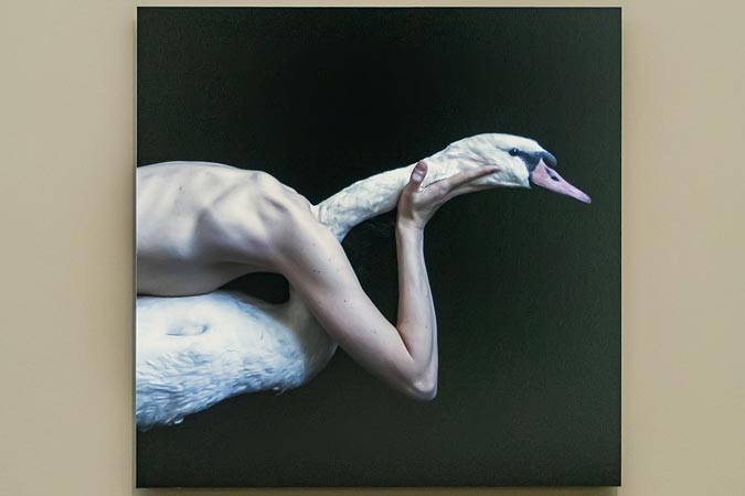 Amsterdam. Rijksmuseum. Metamorphoses.