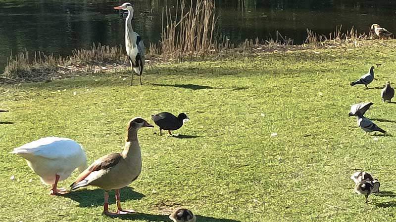Amsterdam Sarphatipark